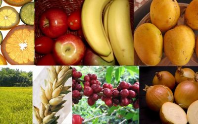 The columbian exchange