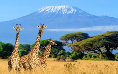 The scramble for africa